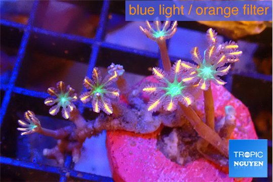 Clavularia papaya fire works 3-5 cm WYSIWYG acclimaté