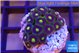 Zoanthus purple green 2 cm WYSIWYG acclimaté
