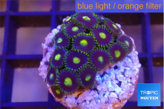 Zoanthus purple green 2 cm WYSIWYG acclimaté