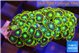 Zoanthus green gorilla 3-4 cm WYSIWYG acclimaté