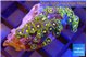 Zoanthus green blue magician 3 cm WYSIWYG acclimaté