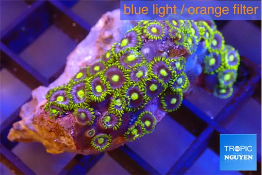 Zoanthus green blue magician 3 cm WYSIWYG acclimaté