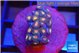 Zoanthus red loop 2-3 cm WYSIWYG acclimaté