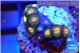 Zoanthus sunset kiwi 2-3 cm WYSIWYG acclimaté