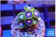 Zoanthus rainbow 2-3 cm WYSIWYG acclimaté
