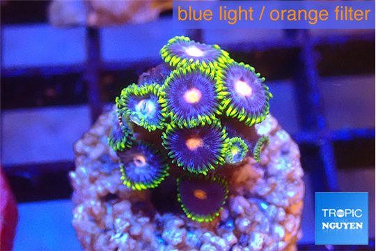 Zoanthus rainbow 2-3 cm WYSIWYG acclimaté