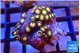 Zoanthus sunset kiwi 2-3 cm WYSIWYG acclimaté