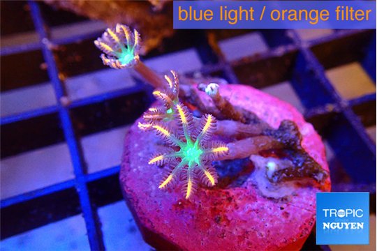 Clavularia papaya fire works 3 polyps WYSIWYG acclimaté