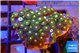 Zoanthus sunburn green 3-4 cm WYSIWYG acclimaté