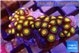 Zoanthus sunset kiwi 3-4 cm WYSIWYG acclimaté