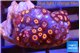 Zoanthus red loop 2-3 cm WYSIWYG acclimaté