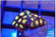 Zoanthus sunset kiwi 2 cm WYSIWYG acclimaté