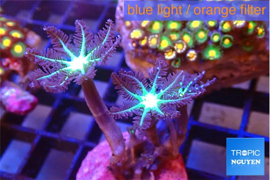 Clavularia papaya fire green 3 polyps WYSIWYG acclimaté