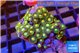 Zoanthus sunset kiwi 3-4 cm WYSIWYG acclimaté