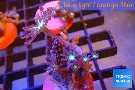 Clavularia papaya fire green 3 polyps WYSIWYG acclimaté