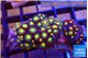 Zoanthus mixed colors 3-4 cm WYSIWYG acclimaté