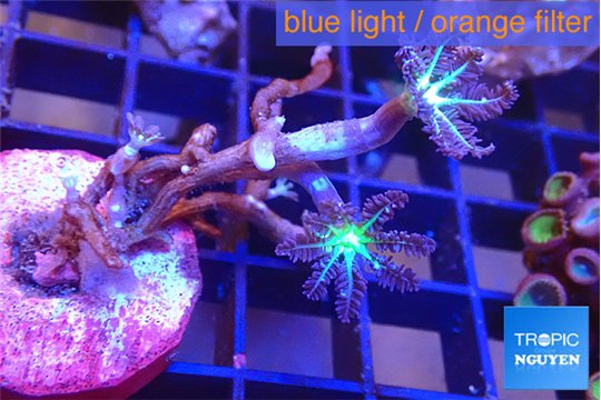 Clavularia papaya fire green 3 polyps WYSIWYG acclimaté