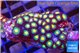 Zoanthus mixed colors 3-4 cm WYSIWYG acclimaté