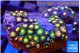 Zoanthus mixed colors 3-4 cm WYSIWYG acclimaté