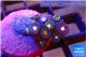 Zoanths purple green 1-2 cm WYSIWYG acclimaté