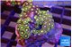Zoanthus mixed colors 3-4 cm WYSIWYG acclimaté