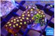 Zoanthus mixed colors 3-4 cm WYSIWYG acclimaté