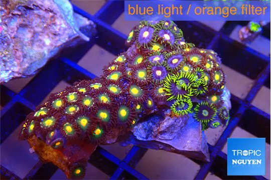 Zoanthus mixed colors 3-4 cm WYSIWYG acclimaté