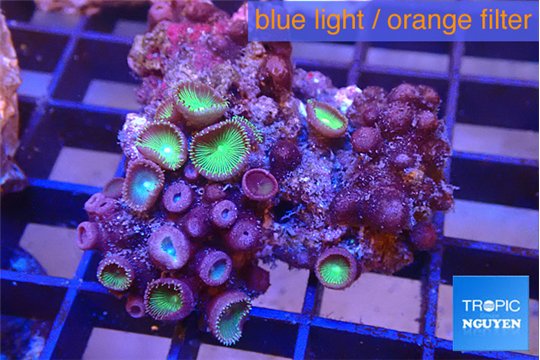 Palythoa neon green 3-5 cm WYSIWYG acclimaté