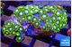 Zoanthus green gorilla 3-4 cm WYSIWYG acclimaté