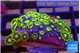 Zoanthus green gorilla 3-4 cm WYSIWYG acclimaté