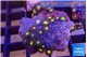Zoanthus sunset kiwi 2-3 cm WYSIWYG acclimaté