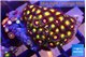 Zoanthus mixed colors 3-4 cm WYSIWYG acclimaté