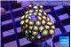 Zoanthus sunset kiwi 3-4 cm WYSIWYG acclimaté