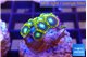 Zoanthus blue magician 1-2 cm WYSIWYG acclimaté