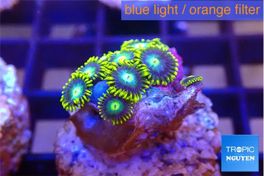 Zoanthus blue magician 1-2 cm WYSIWYG acclimaté