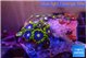 Zoanthus mixed colors 2-3 cm WYSIWYG acclimaté