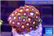 Zoanthus mixed colors 2-3 cm WYSIWYG acclimaté