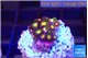 Zoanthus mixed colors 1-2 cm WYSIWYG acclimaté