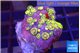 Zoanthus fire gold 2-3 cm WYSIWYG acclimaté