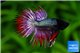 Betta Red Cooper Crowntail premium 5-6 cm WYSIWYG acclimaté