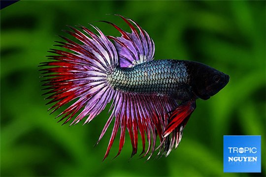 Betta Red Cooper Crowntail premium 5-6 cm WYSIWYG acclimaté