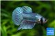 Betta Samurai Marble Green 5-6 cm WYSIWYG acclimaté