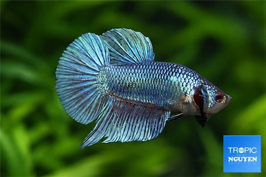 Betta Samurai Marble Green 5-6 cm WYSIWYG acclimaté