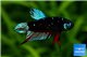 Betta Black Galaxy 5-6 cm WYSIWYG acclimaté