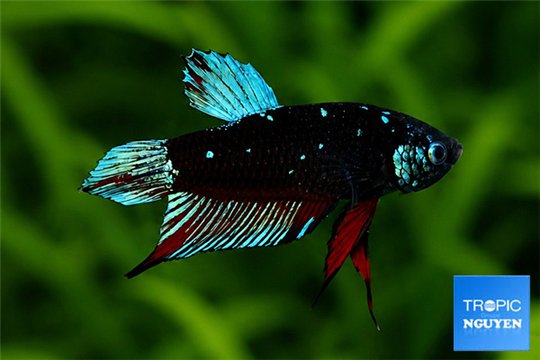Betta Black Galaxy 5-6 cm WYSIWYG acclimaté