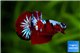 Betta Nemo Multicolor 5-6 cm WYSIWYG acclimaté