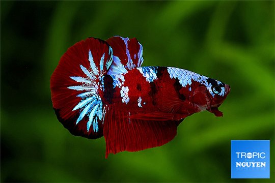 Betta Nemo Multicolor 5-6 cm WYSIWYG acclimaté