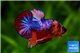 Betta Nemo Multicolor 5-6 cm WYSIWYG acclimaté