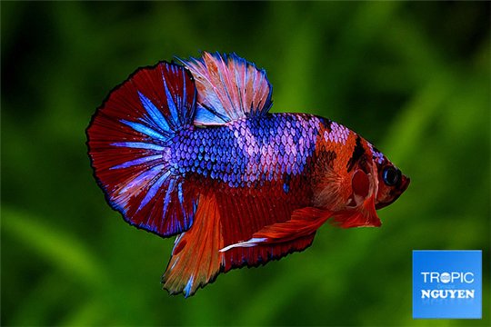Betta Nemo Multicolor 5-6 cm WYSIWYG acclimaté