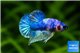 Betta Musted Plakat 5-6 cm WYSIWYG acclimaté